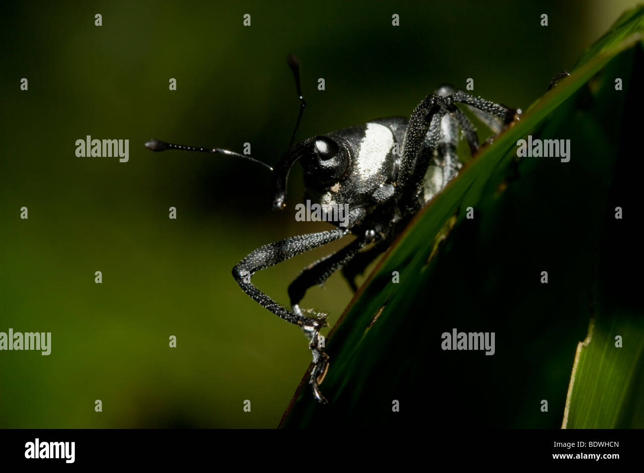 Schwarz / weiß gestreifte Käfer, Coleoptera, bestellen Familie Curculionidae. Fotografiert in den Bergen von Costa Rica. Stockfoto