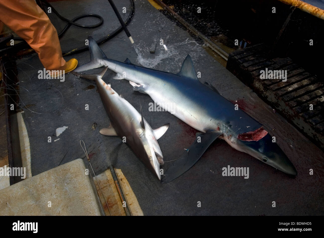 Tot seidig Hai, Carcharhinus Falcifomes und Blauhai Prionace Glauca, Offshore-kommerzielle Hai Langleinenfischerei, Brasilien Stockfoto