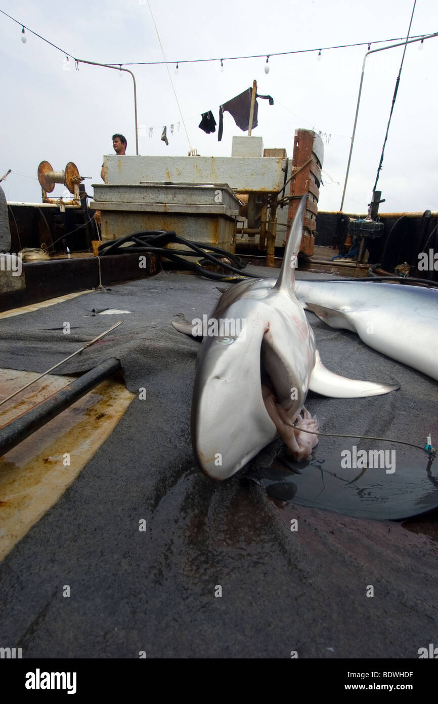 Seidige Hai, Carcharhinus Falcifomes, Offshore-kommerziellen Langleinen Hai angeln, Brasilien, Atlantik Stockfoto