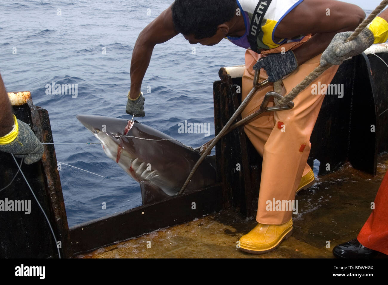 Fischer zu opfern, seidig Hai, Carcharhinus Falciformes, Offshore-kommerziellen Langleinen Hai angeln, Brasilien, Atlantik Stockfoto