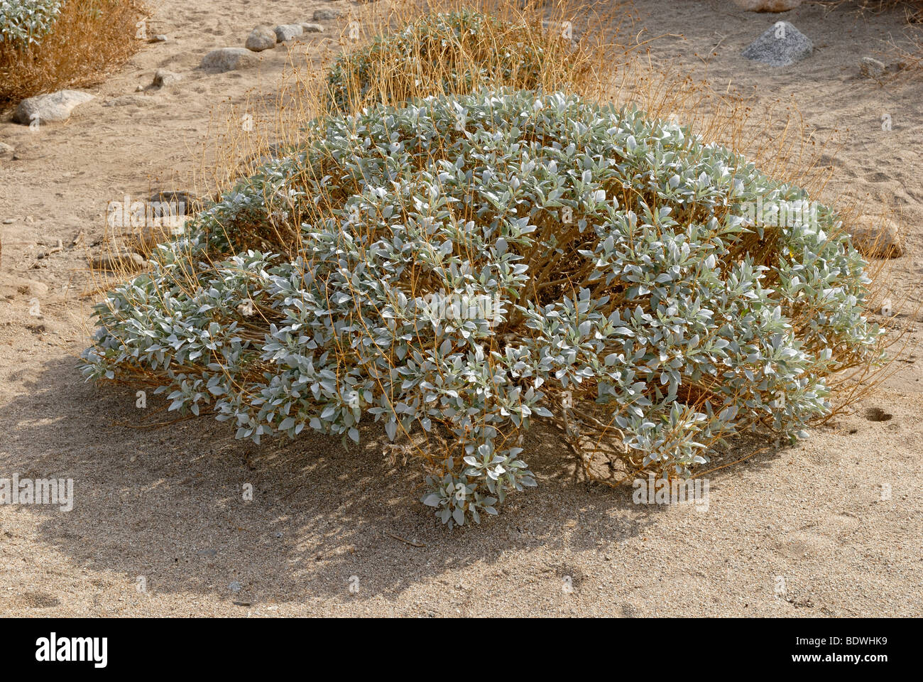 Brittlebush (Encelia Farinosa), typische nordamerikanische Wüstenpflanzen, Anza-Borrega Desert State Park, Southern California, Cali Stockfoto