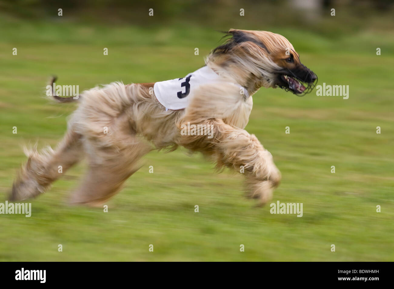 Afghane, Windhund Coursing, ersten, senken, Sachsen, Deutschland, Europa Stockfoto