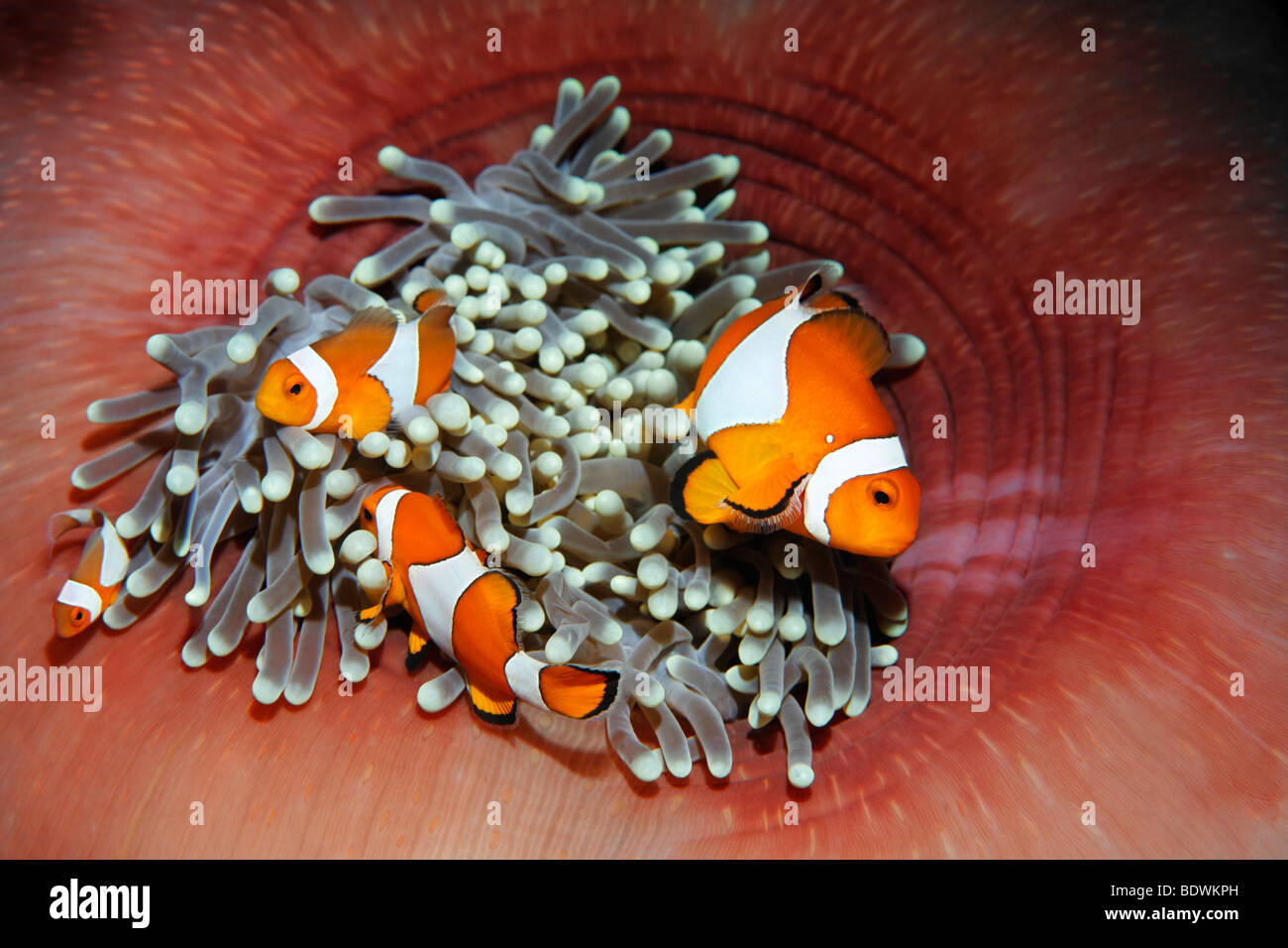 Drei westliche Clownfische (Amphiprion Ocellaris) Anemonenfische, Fisch, Nemo, Anemone, (Heteractis Mafnifica), Bali, Insel, geringerem S Stockfoto