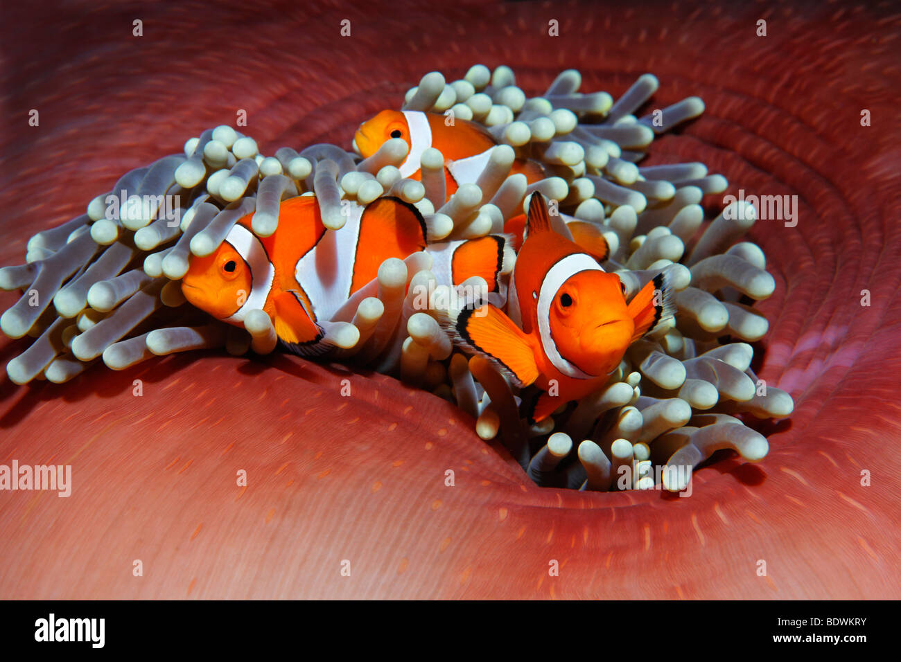 Drei westliche Clownfische (Amphiprion Ocellaris) Anemonenfische, Fisch, Nemo, Anemone, (Heteractis Mafnifica), Bali, Insel, geringerem S Stockfoto