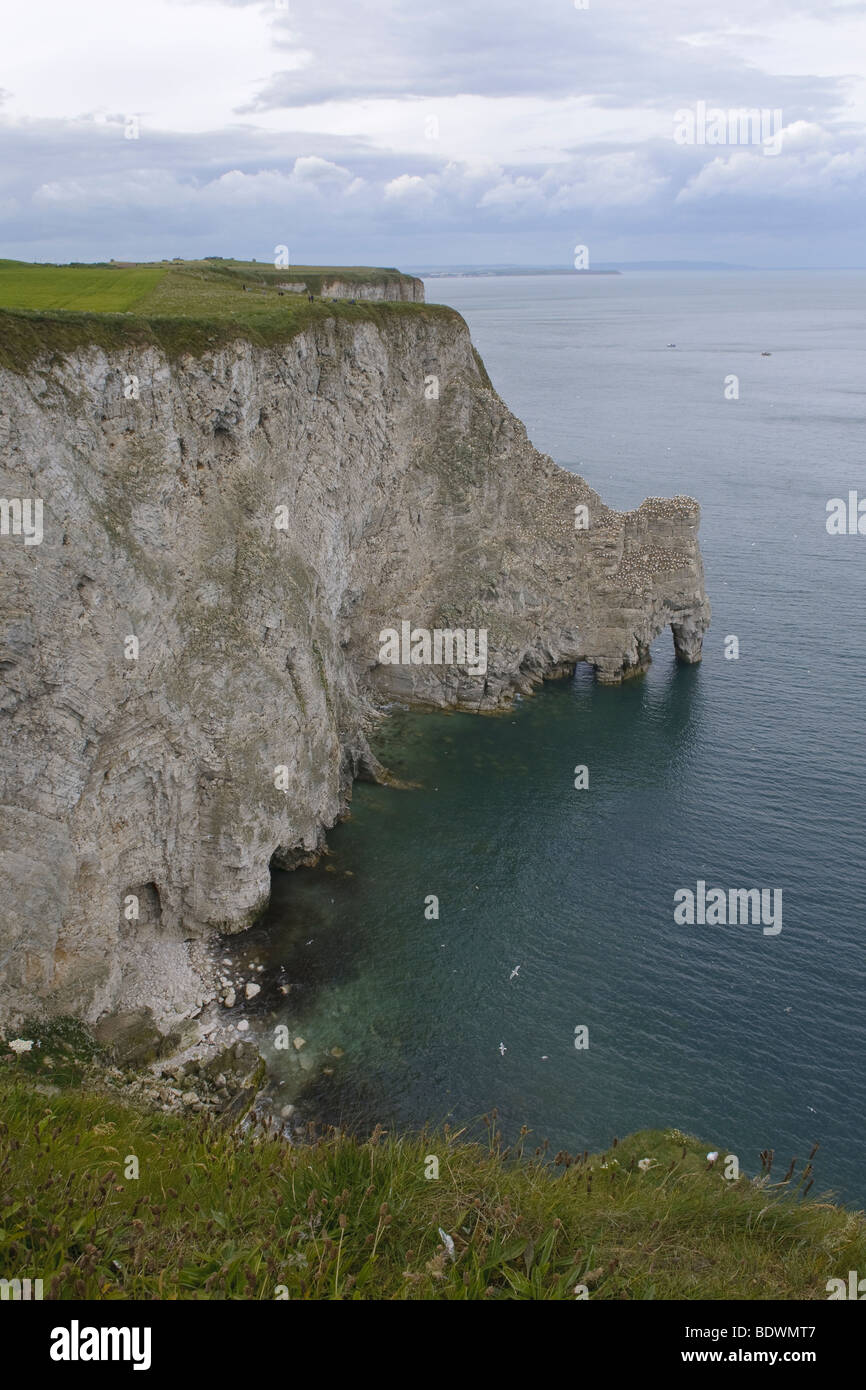 Bempton Klippen RSPB Reserve, East Yorkshire, England. Stockfoto