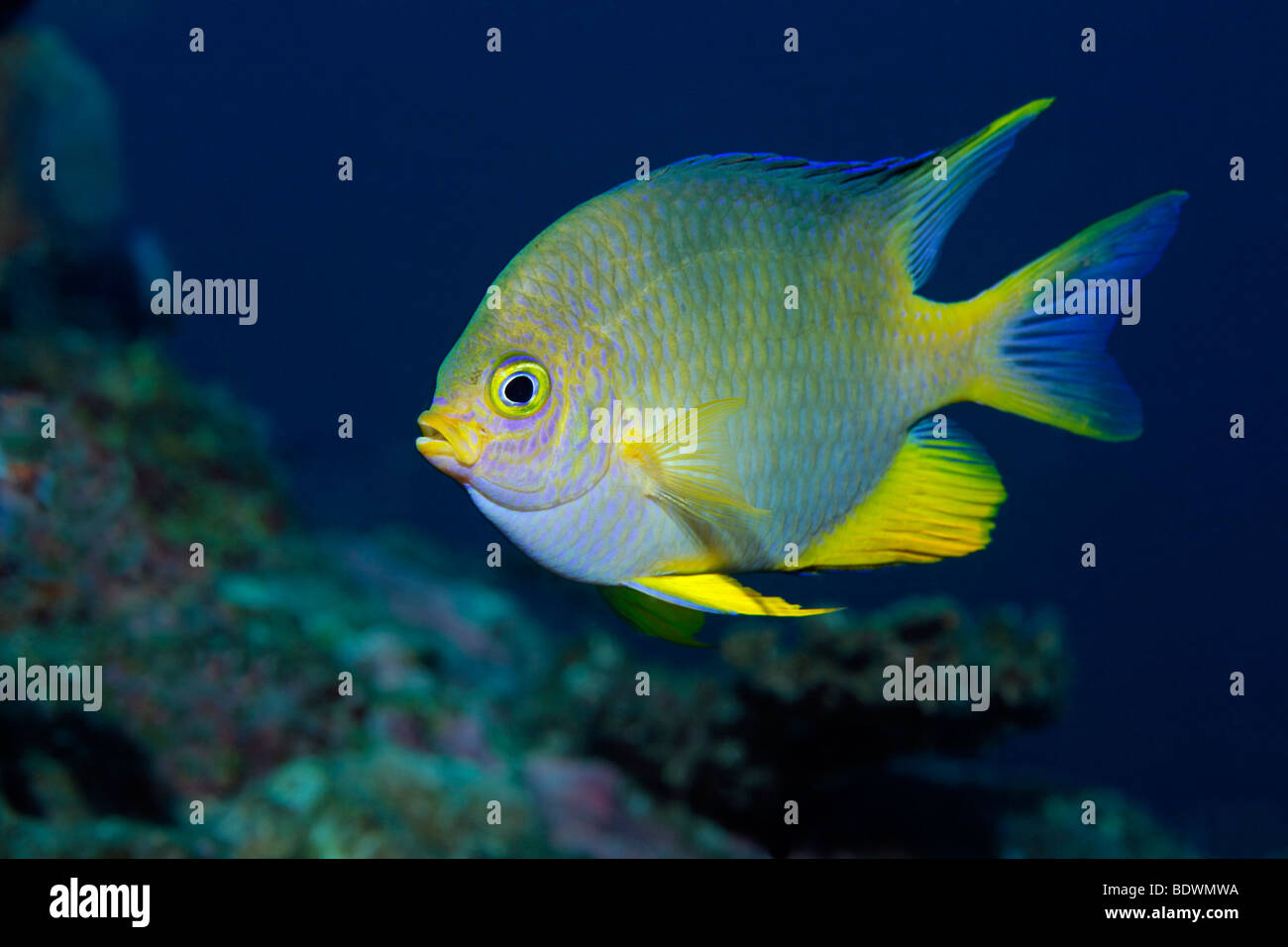 Goldene Riffbarsche (Amblyglyphidodon Aureus) Bali, Insel, Lesser Sunda-Inseln, Bali Meer, Indonesien, Indischer Ozean, Asien Stockfoto