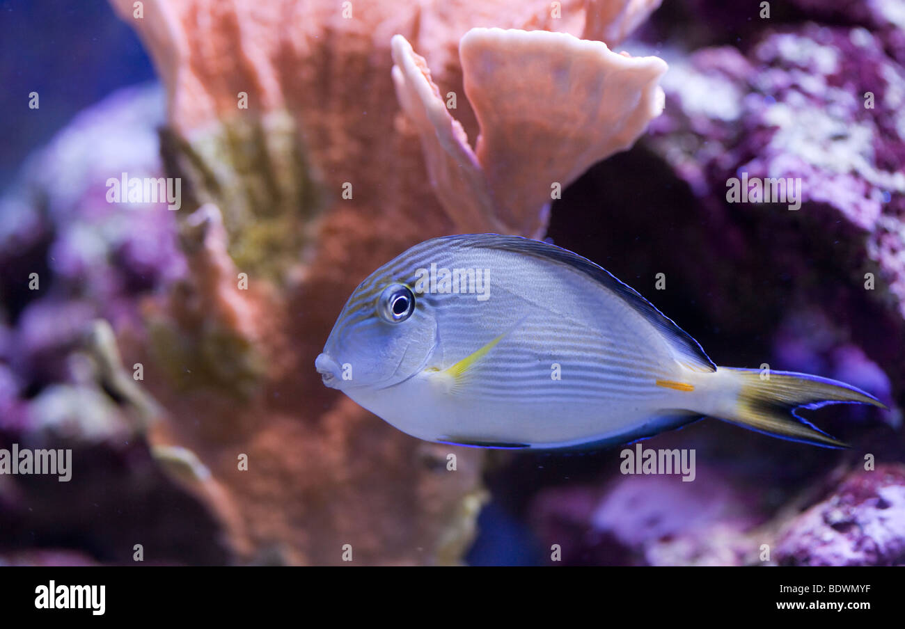 tropische Tiere in einem Salz-Wasser-Fisch tank Aquarium unter Wasser. Blitzlicht kann die Tiere zu töten, so dass das Foto mit ava Stockfoto