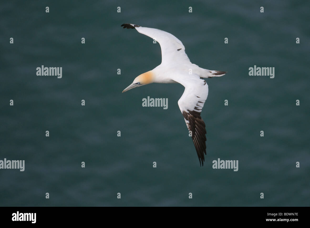 Basstölpel Morus Bassanus Erwachsenen im Flug. Stockfoto