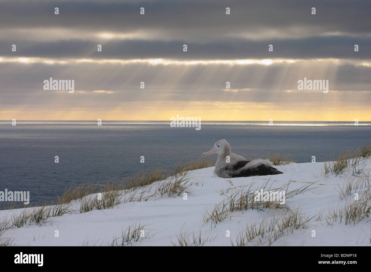 Ein Wanderalbatros (Diomedea Exulans) Küken auf dem Nest mit Sonnenuntergang hinter, Blick auf das Meer. Auf Bird Island Süd-Georgien Stockfoto