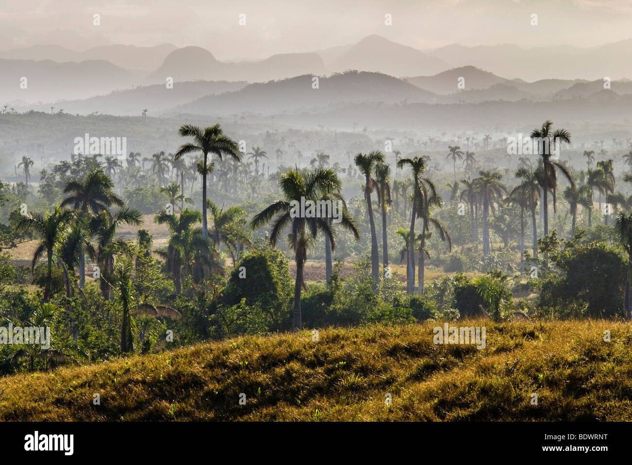 Tal im Morgennebel auf La Palma, Provinz Pinar del Rio, Kuba Stockfoto