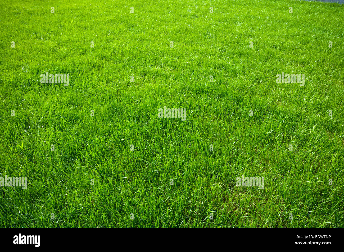 neuer Frühling grünen Rasen für design Stockfoto