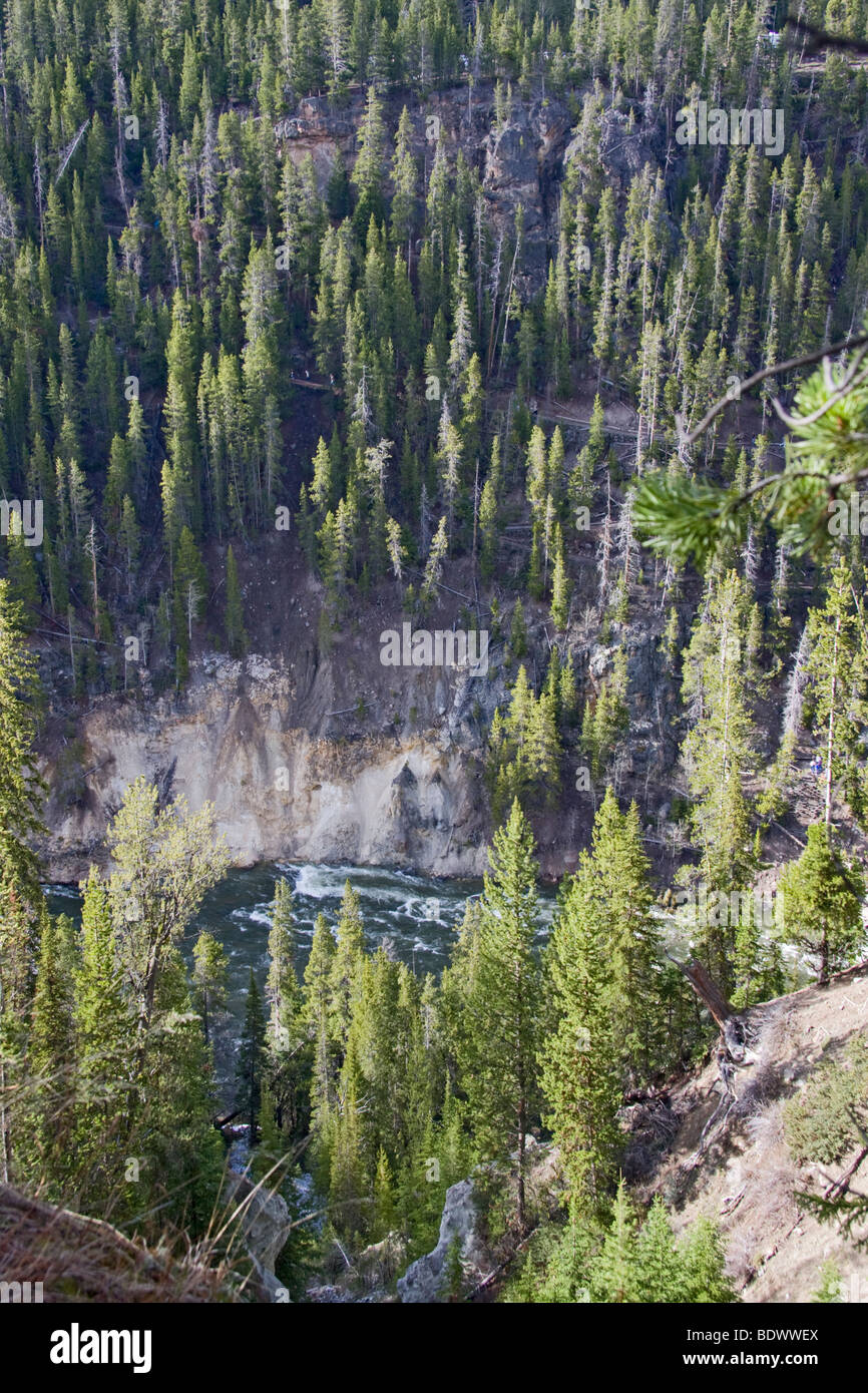 Wald in den Grand Canyon of the Yellowstone River, Wyoming, USA Stockfoto
