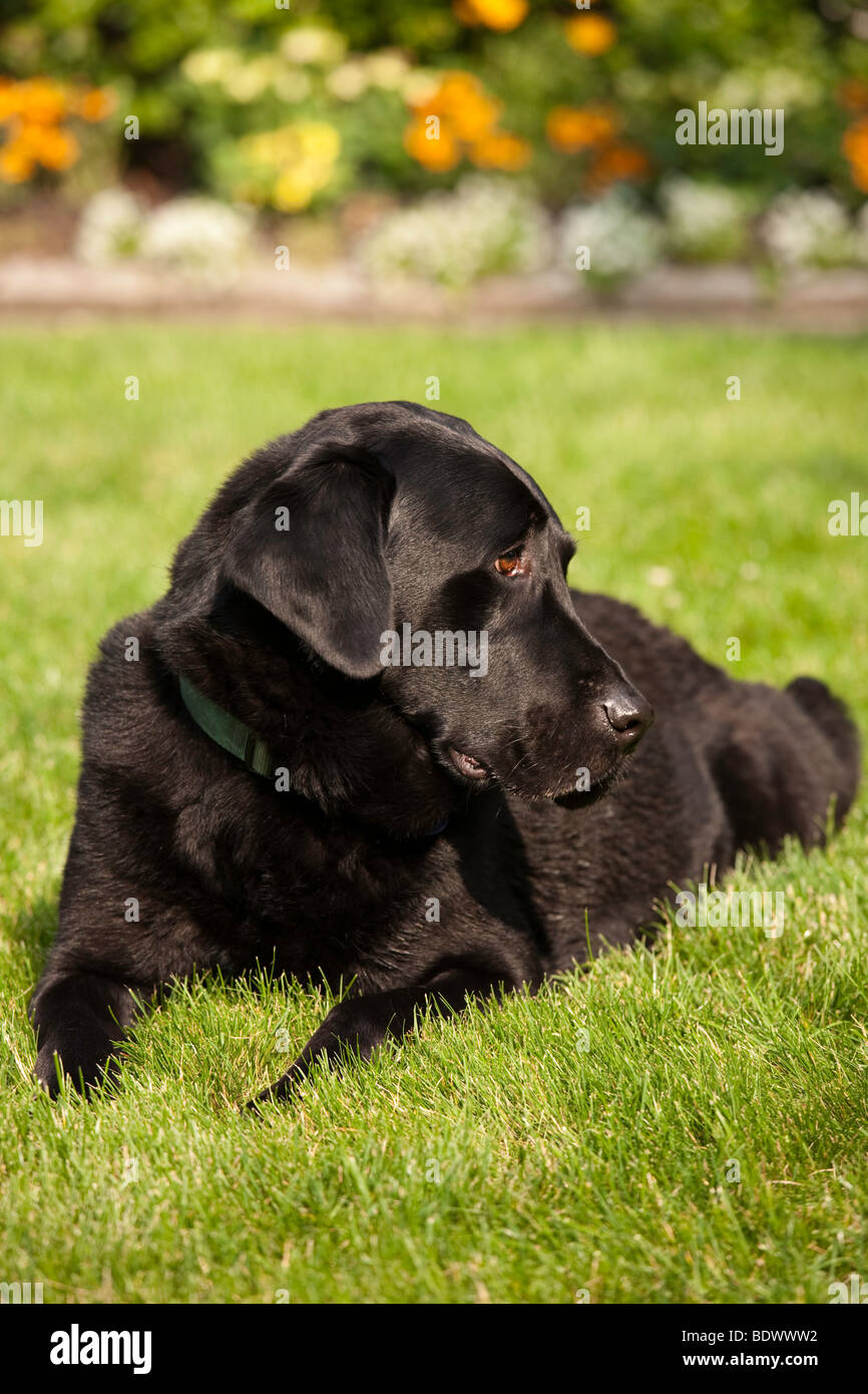 Schwarzer Labrador Retriever Stockfoto