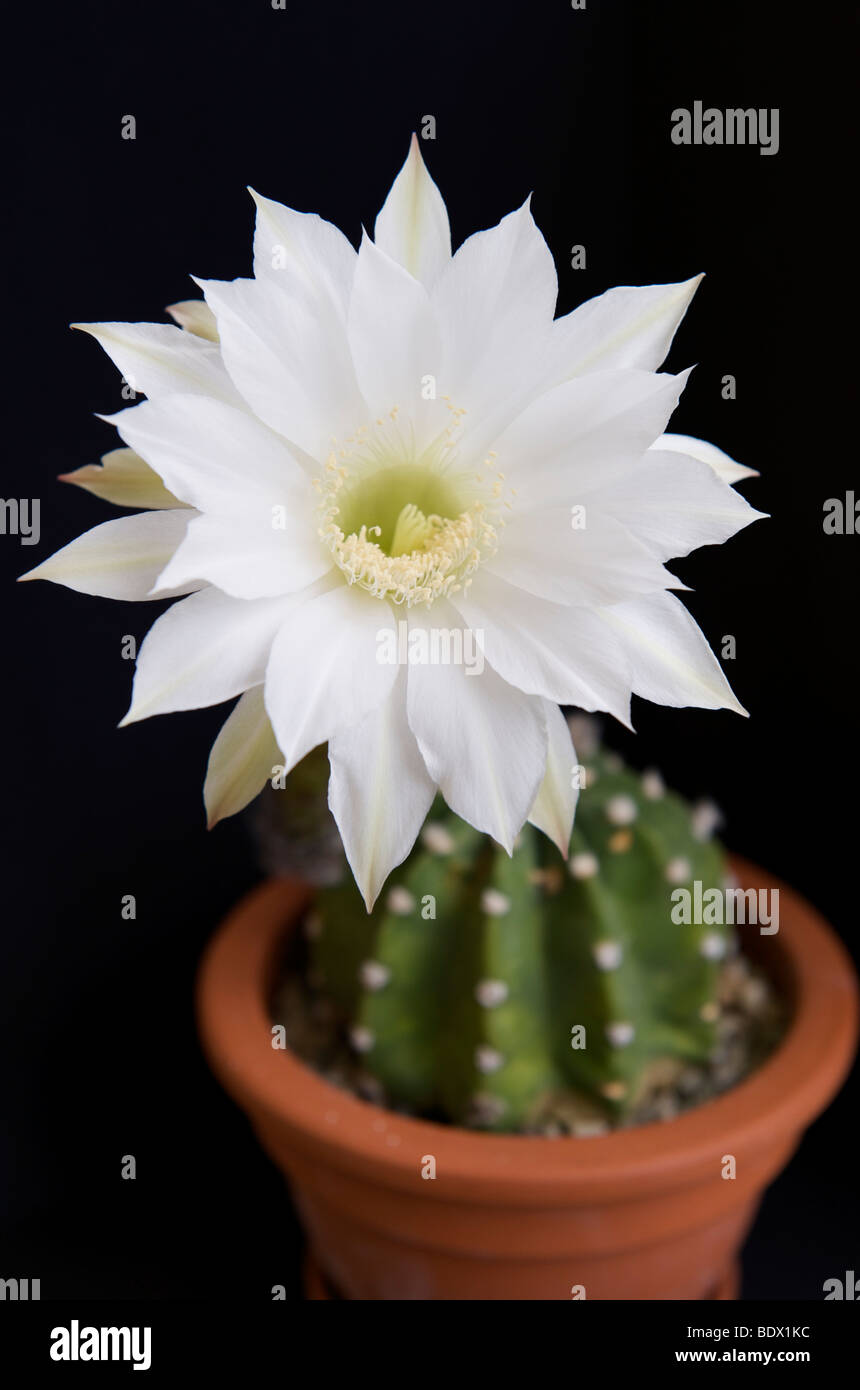 Weie Blumen von Igel, echinopsis Kakteen blhen im Kaktusgarten. Voller  Blte. Close Up Stockfotografie - Alamy