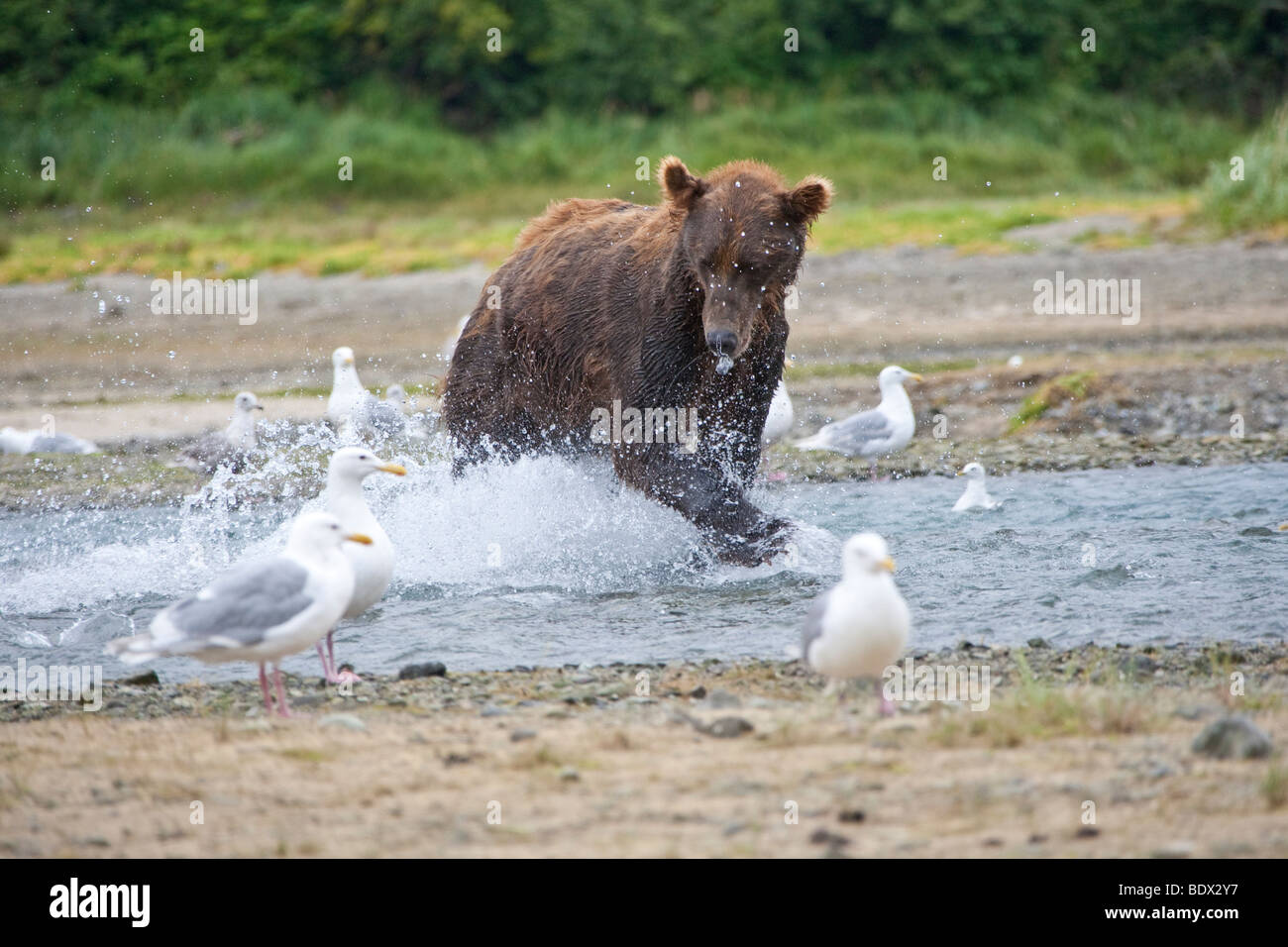 Grizzly Bear Fishing laufen planschen im Geographic Bay Katmai Nationalpark, Alaska Stockfoto