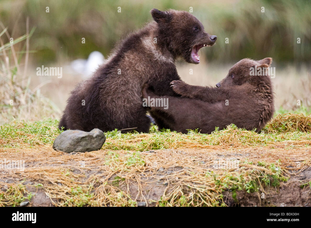 Grizzly Bear Cubs spielen im Geographic Bay Katmai Nationalpark, Alaska Stockfoto