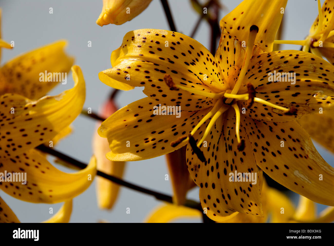 gelbe Blüten, Cornwall, Sommer Stockfoto