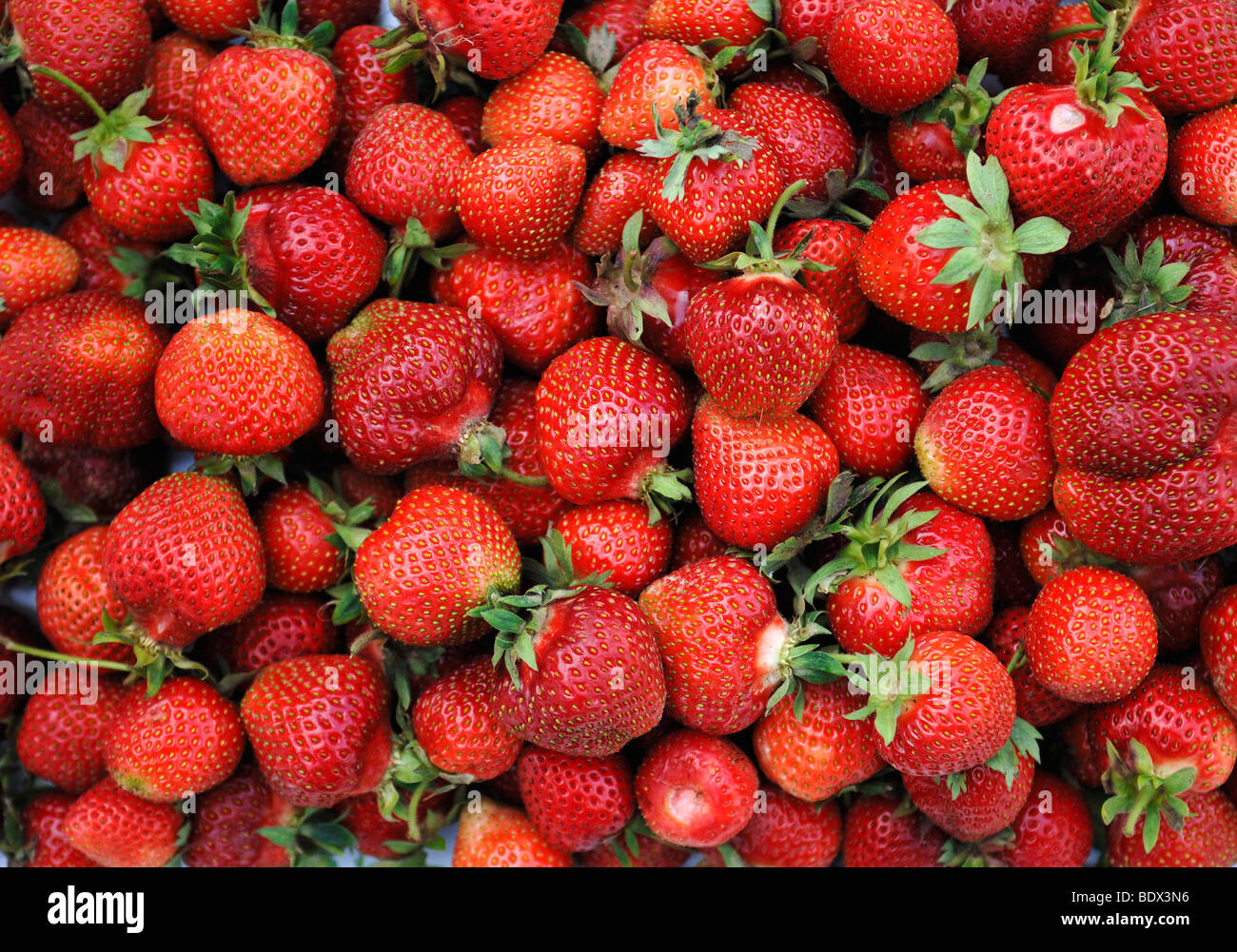 Frische Erdbeeren (Fragaria Ananassa) Stockfoto