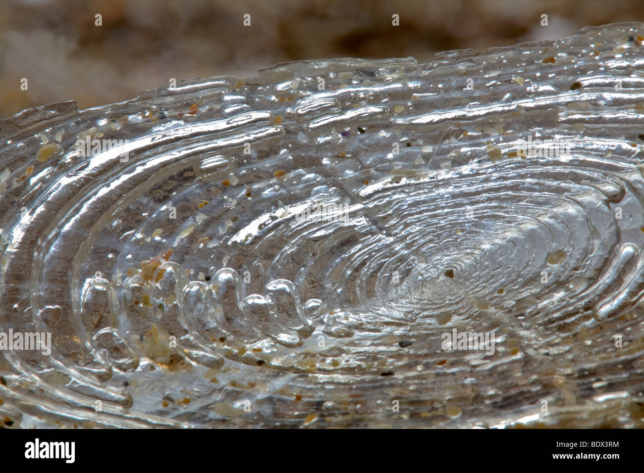 Durch Den Wind Segler Gestrandet Velella Velella Stockfotografie Alamy