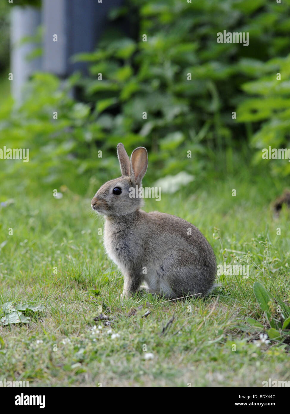 Ein kleinen wild Kaninchen sitzen auf dem Rasen durch eine Straße Stockfoto