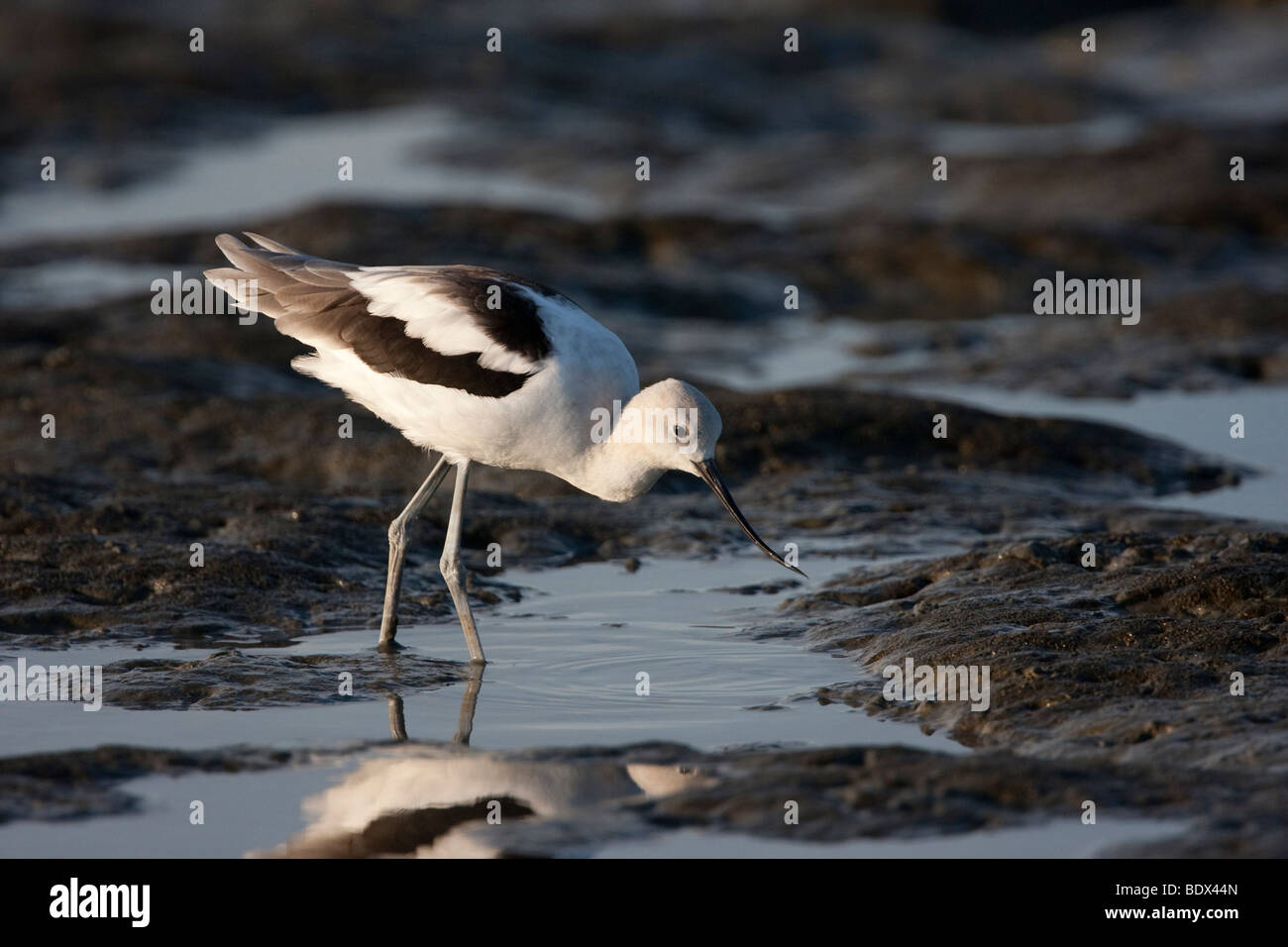 Amerikanische Säbelschnäbler (Recurvirostra Americana) im Winterkleid, Palo Alto Baylands Preserve, Kalifornien, USA Stockfoto