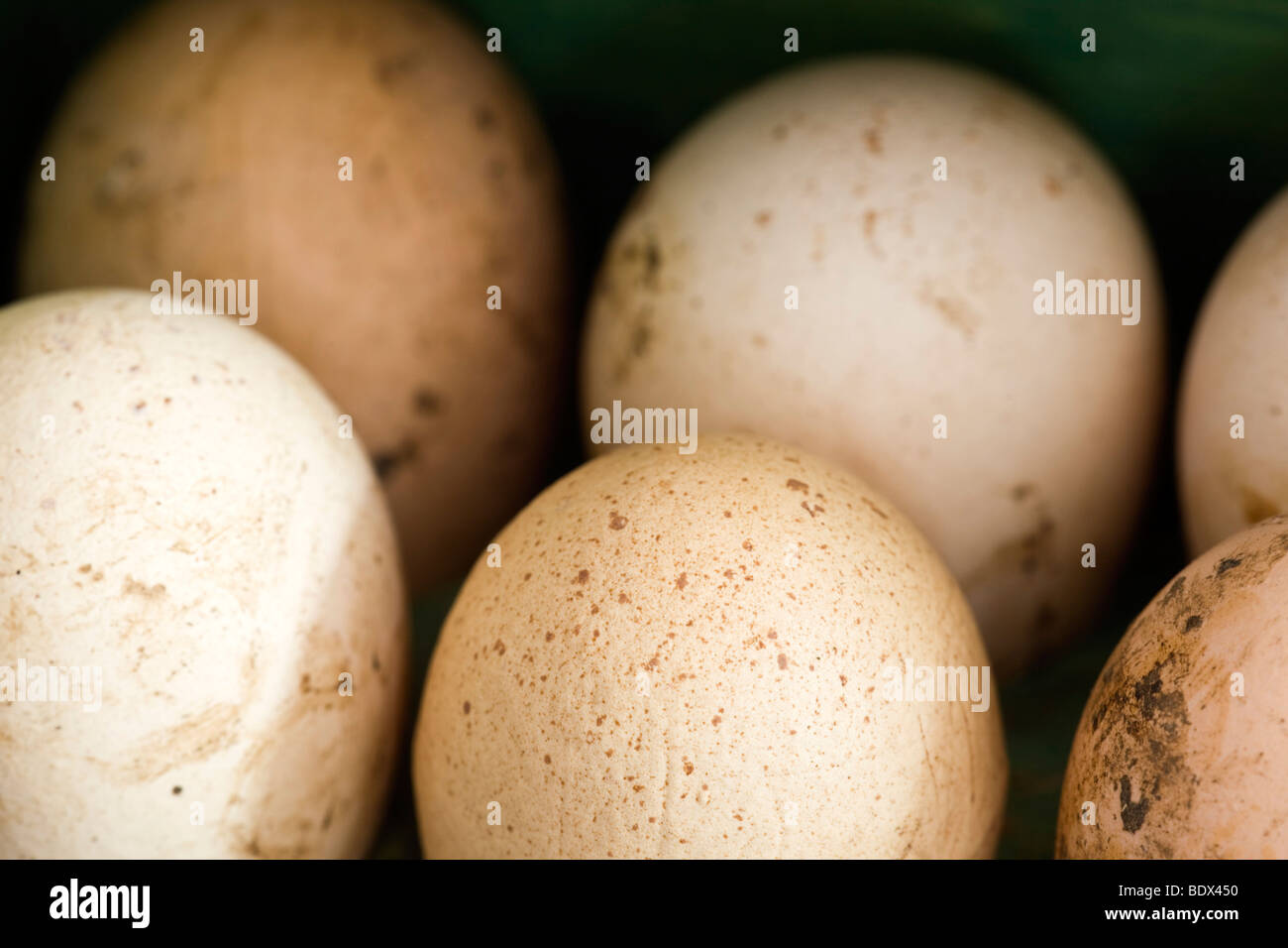 Eiern auf einem Ei-rack Stockfoto