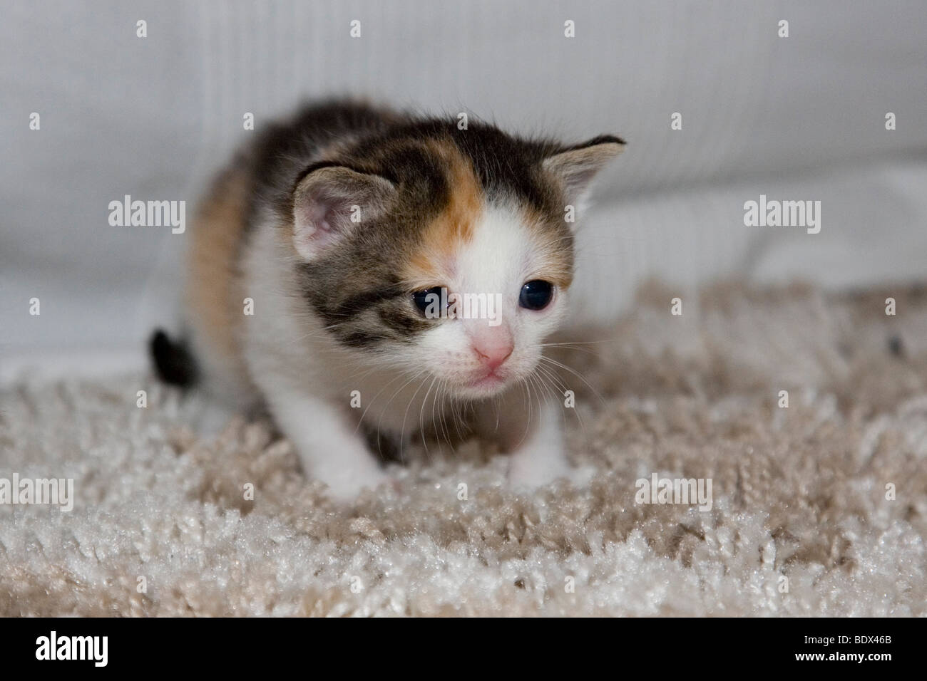 Junge dreifarbiges Kätzchen, Schildpatt Katze Stockfoto