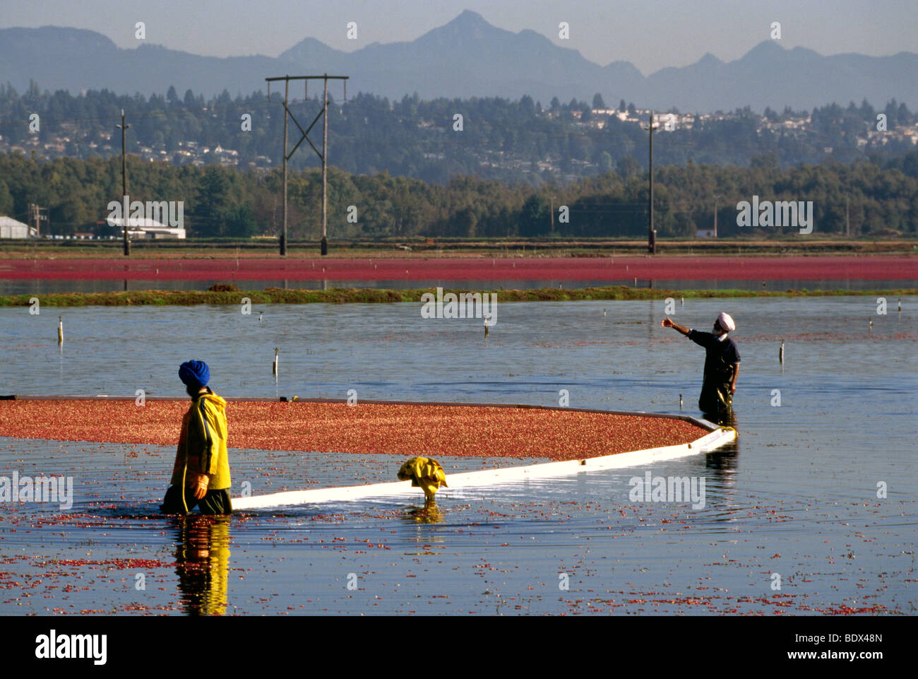 Fraser Valley, BC, Britisch-Kolumbien, Kanada - Arbeiter ernten Preiselbeeren mit Moor-Boom auf überschwemmten Gebiet auf Cranberry-Bauernhof Stockfoto