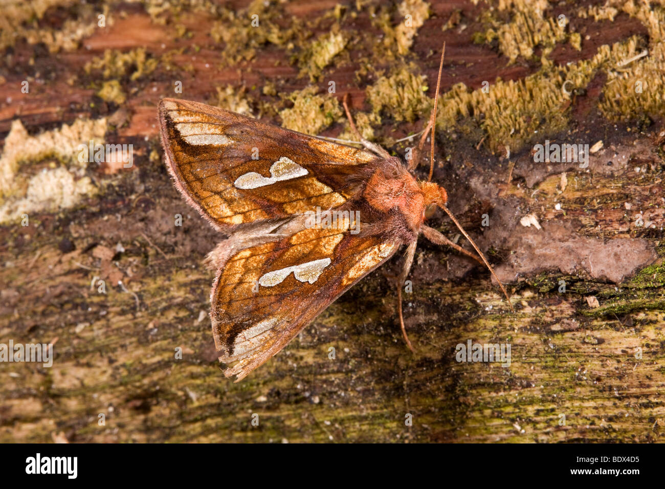 Gold spot Motte; Plusia festucae Stockfoto