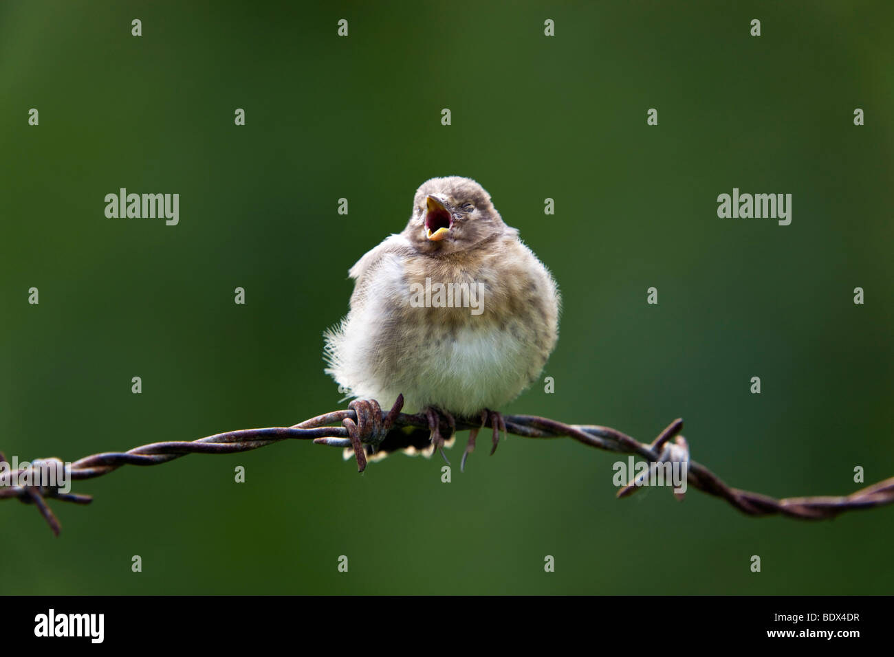 Stieglitz; Zuchtjahr Zuchtjahr; Junge auf Stacheldraht; Cornwall Stockfoto