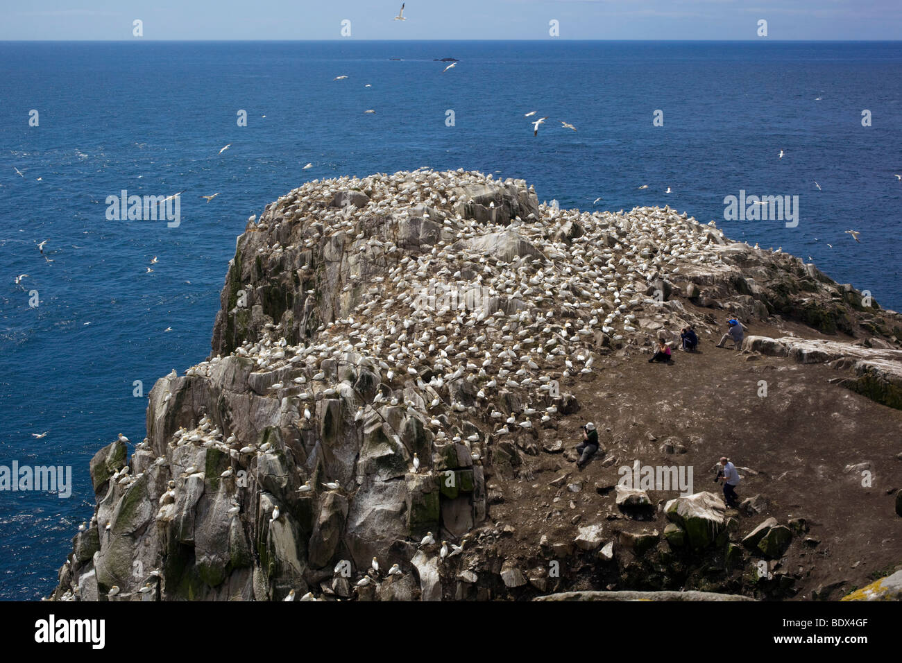 großen Saltee Tölpelkolonie; Irland Stockfoto