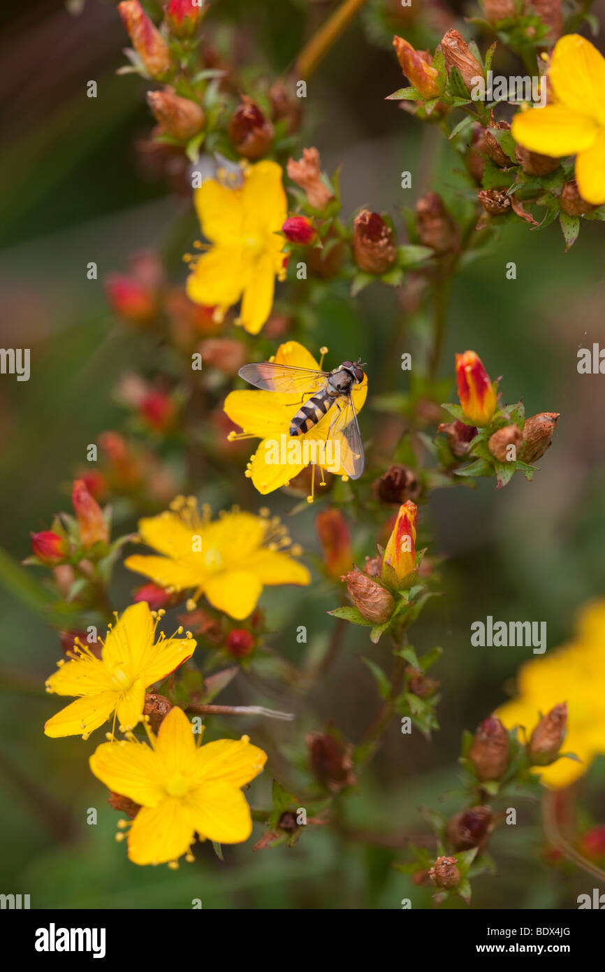 Hoverfly auf welligen Johanniskraut; Cornwall Stockfoto