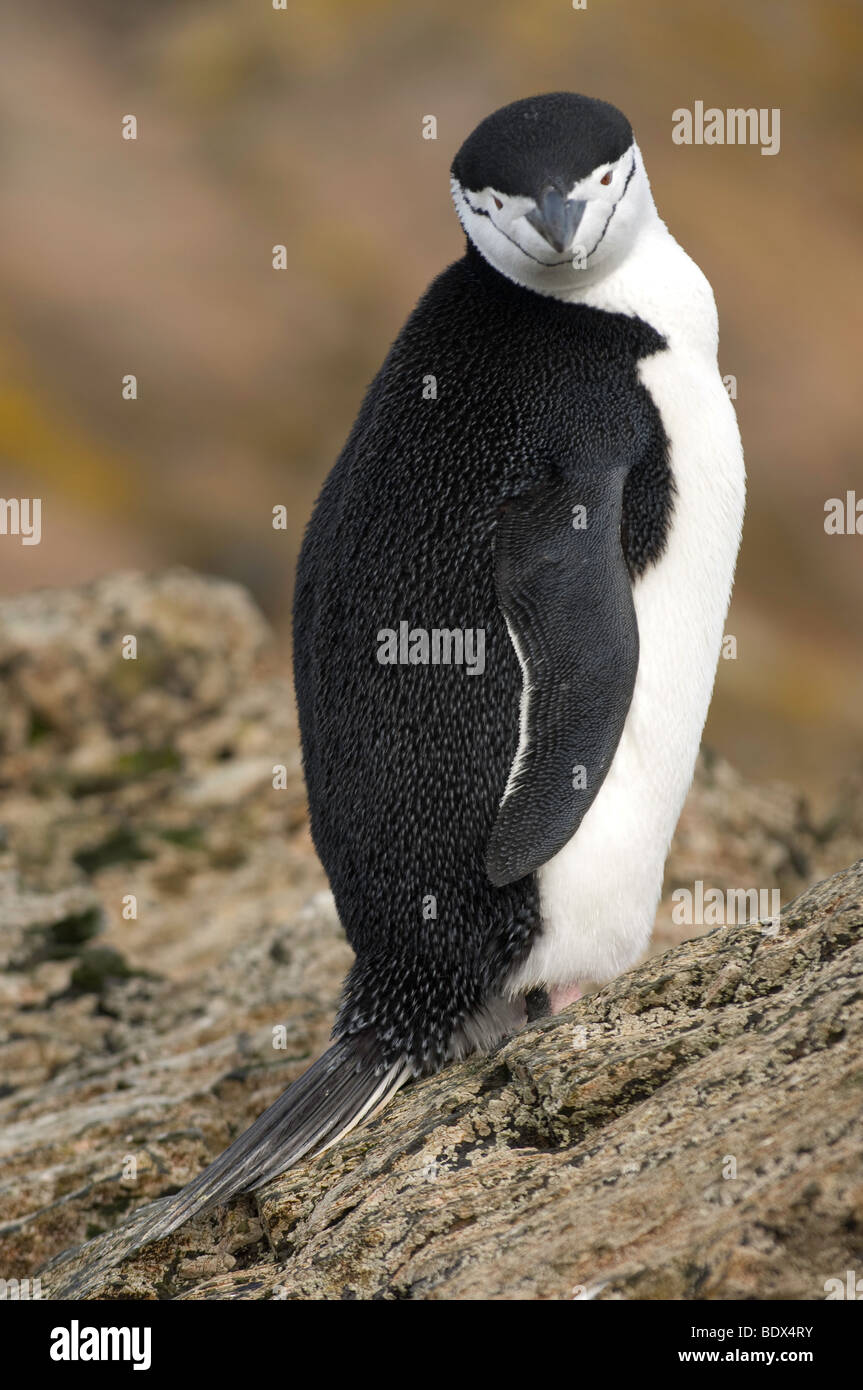 Zügelpinguinen (Pygoscelis Antarctica) Pinguin auf einem Felsen, Blick in die Kamera. Auf Bird Island, Südgeorgien, Antarktis, Südatlantik Stockfoto