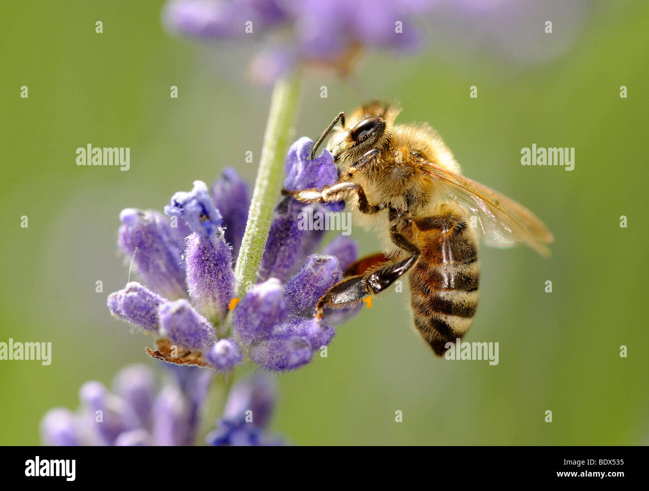 Honigbiene (Apis) ernähren sich von gemeinsamen oder echter Lavendel (Lavandula Angustifolia) Stockfoto