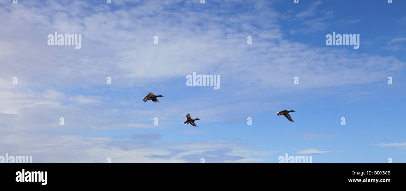 Drei Stockente Enten im Flug Stockfoto