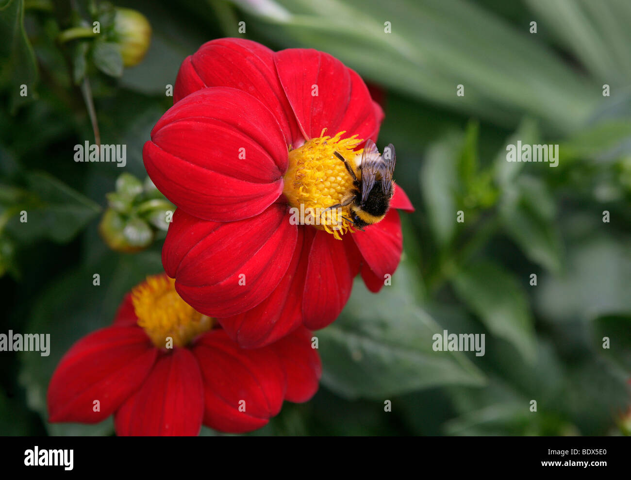Hummel auf rote Blume, Aster Stockfoto