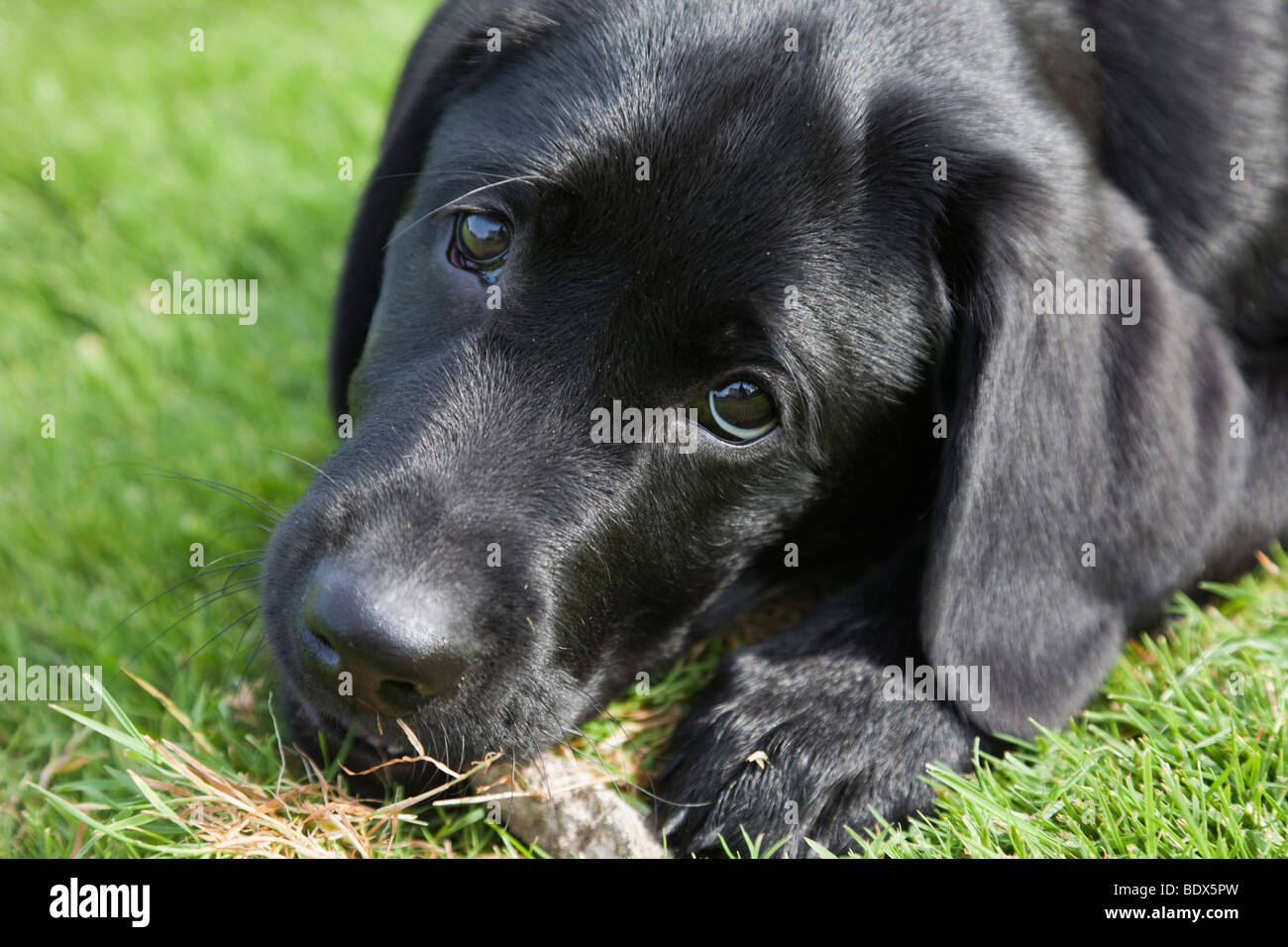 Großbritannien-Großbritannien-Europa. Eine schwarze Labrador Welpen Rassehund Kauen einen Stick außerhalb. Mit Blick auf. Drei Monate alt. Stockfoto