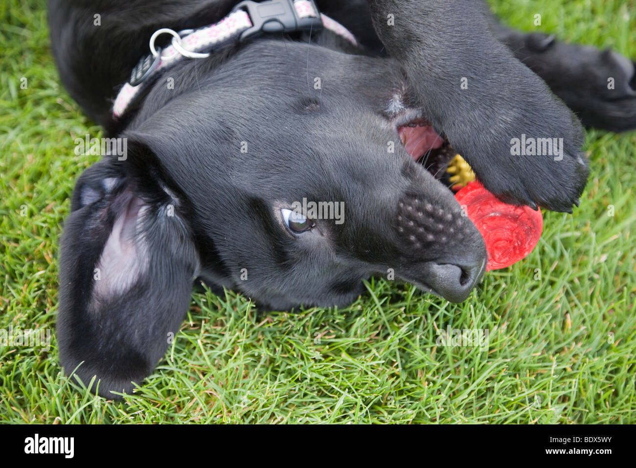 Ein verspielter schwarzer Labrador Welpe Hund liegend auf Gras außerhalb kauen ein Spielzeug. Drei Monate alt. Großbritannien Großbritannien Stockfoto