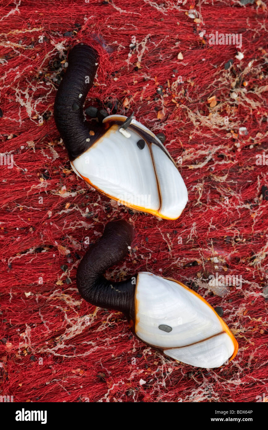 Gans Entenmuscheln; Lepas Anatifera Linnaeus; auf roten Netze; Cornwall Stockfoto