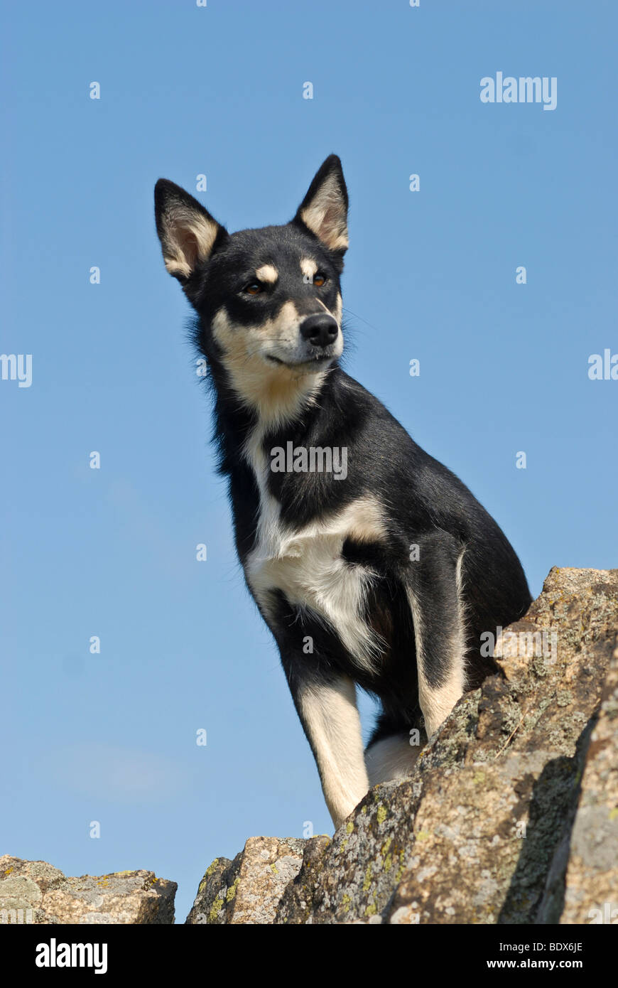 Lapponian Herder, Lapinporokoira oder Lapp Rentier Hundesitting auf Felsen Stockfoto