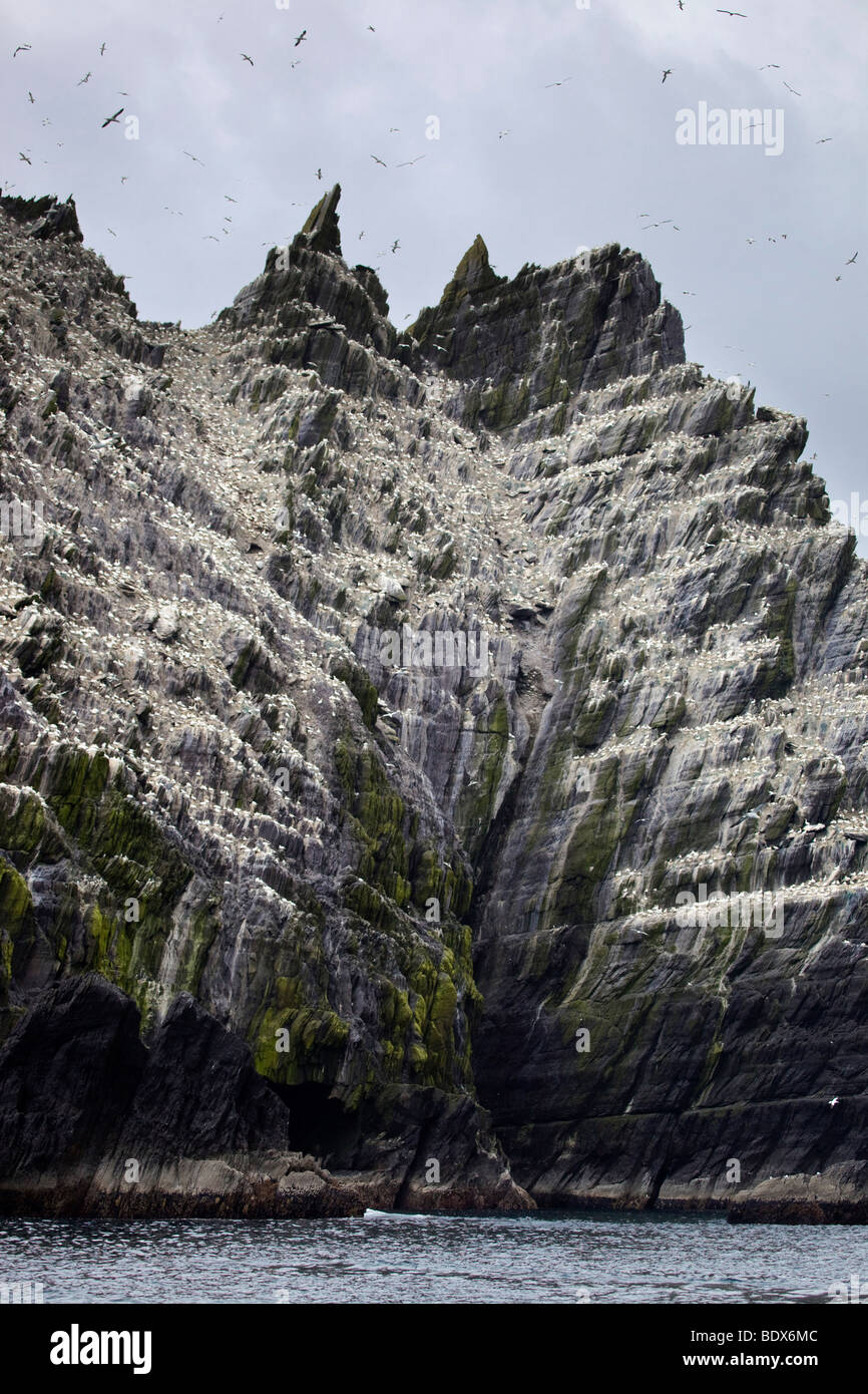 Little Skellig Tölpelkolonie; Irland Stockfoto