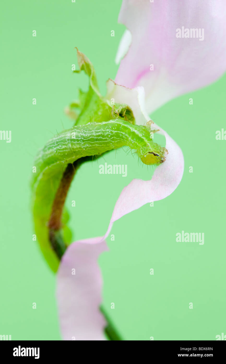 Großbritannien UK. Grün-Looper Raupe Fütterung auf eine duftende Platterbse Blüte in Nahaufnahme Stockfoto