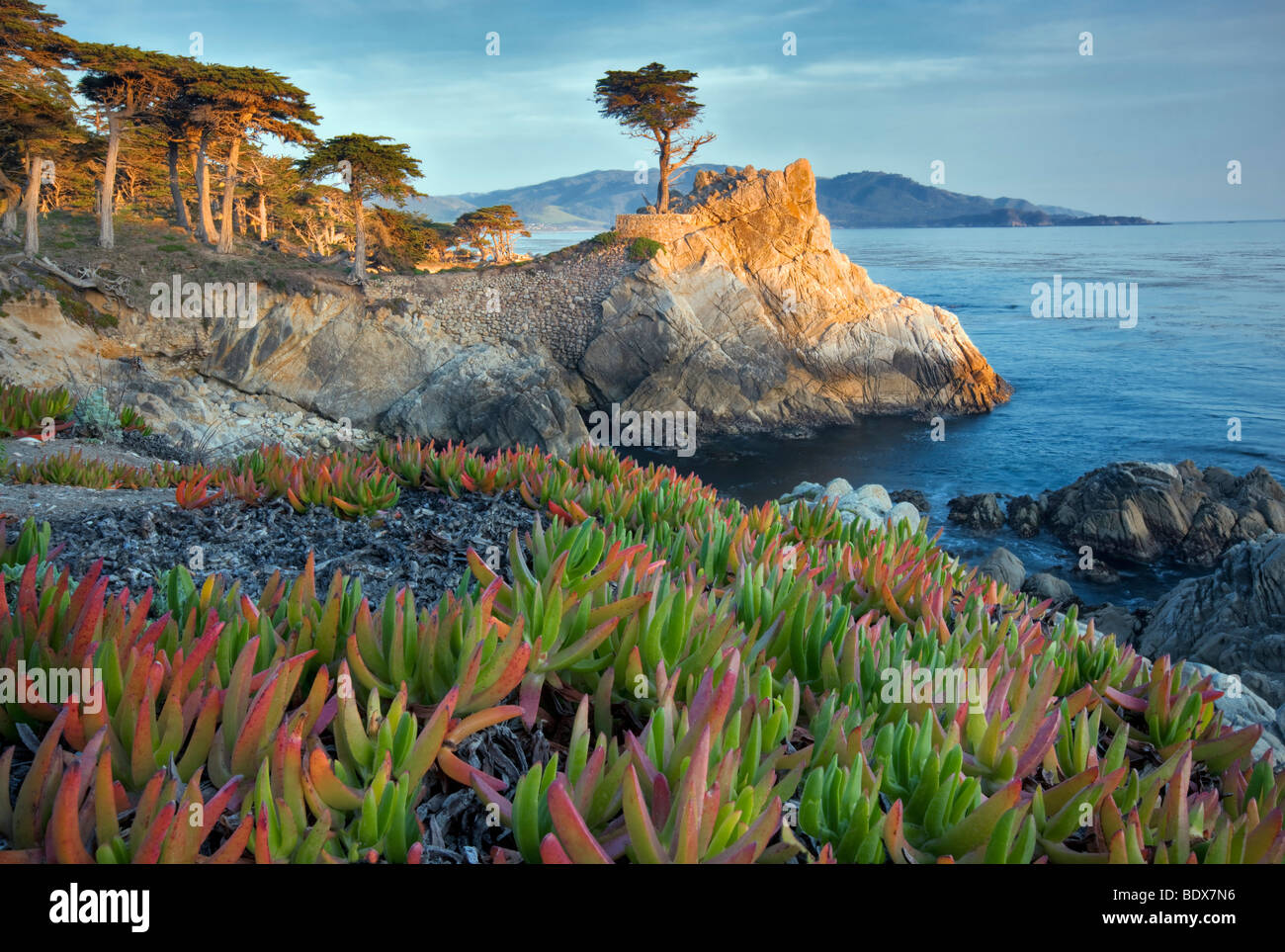 Einsamer Monterey-Zypresse und dem Pazifischen Ozean mit Ice-Werk. 17 Mile Drive. Pebble Beach, Kalifornien Stockfoto