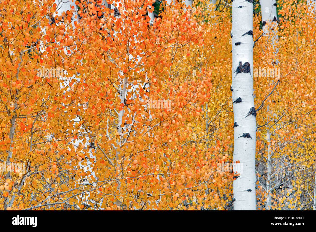 Nahaufnahme von Herbst farbige Espe Bäume. Inyo National Forest. California Stockfoto