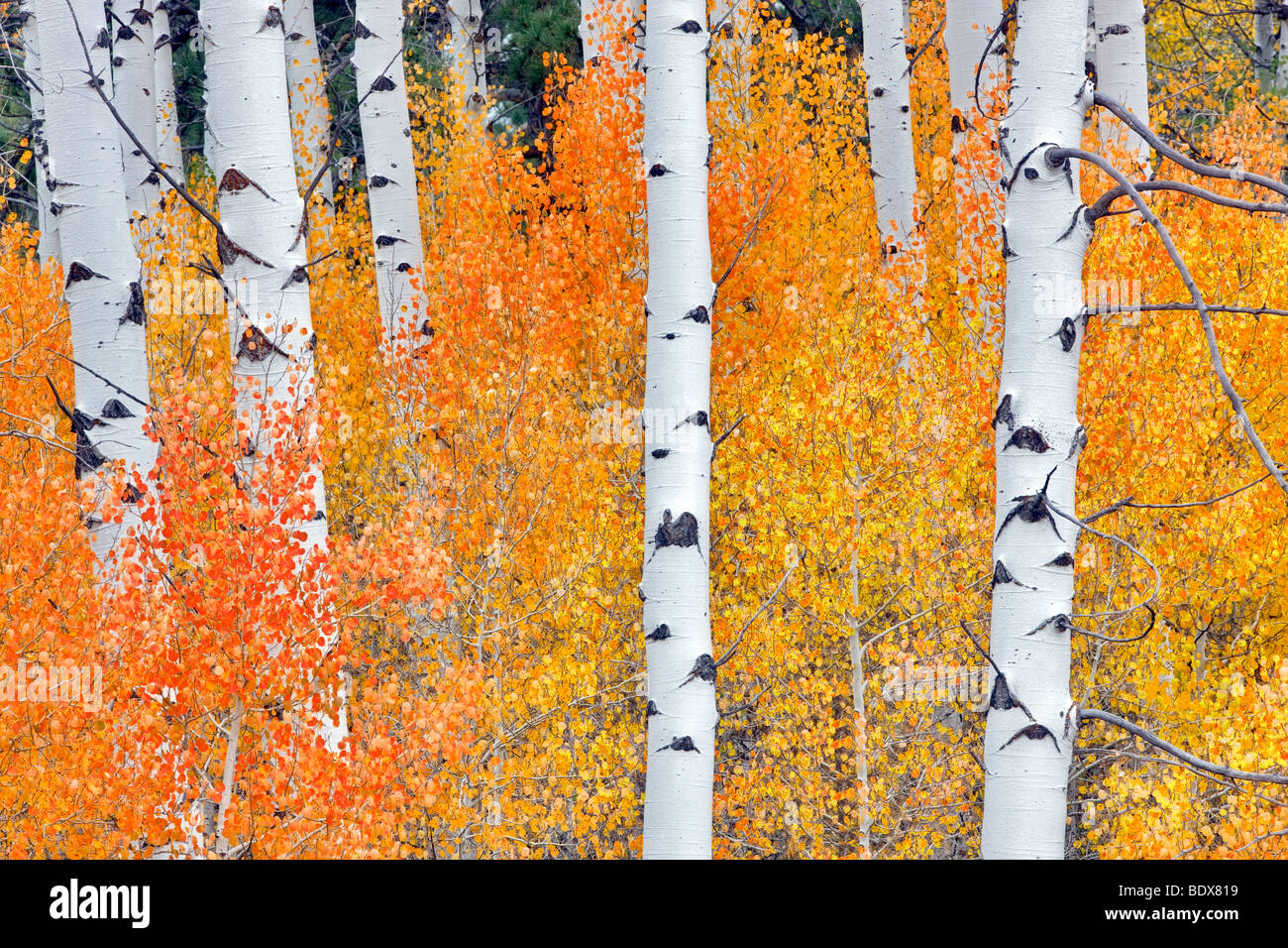 Nahaufnahme von Herbst farbige Espe Bäume. Inyo National Forest. California Stockfoto