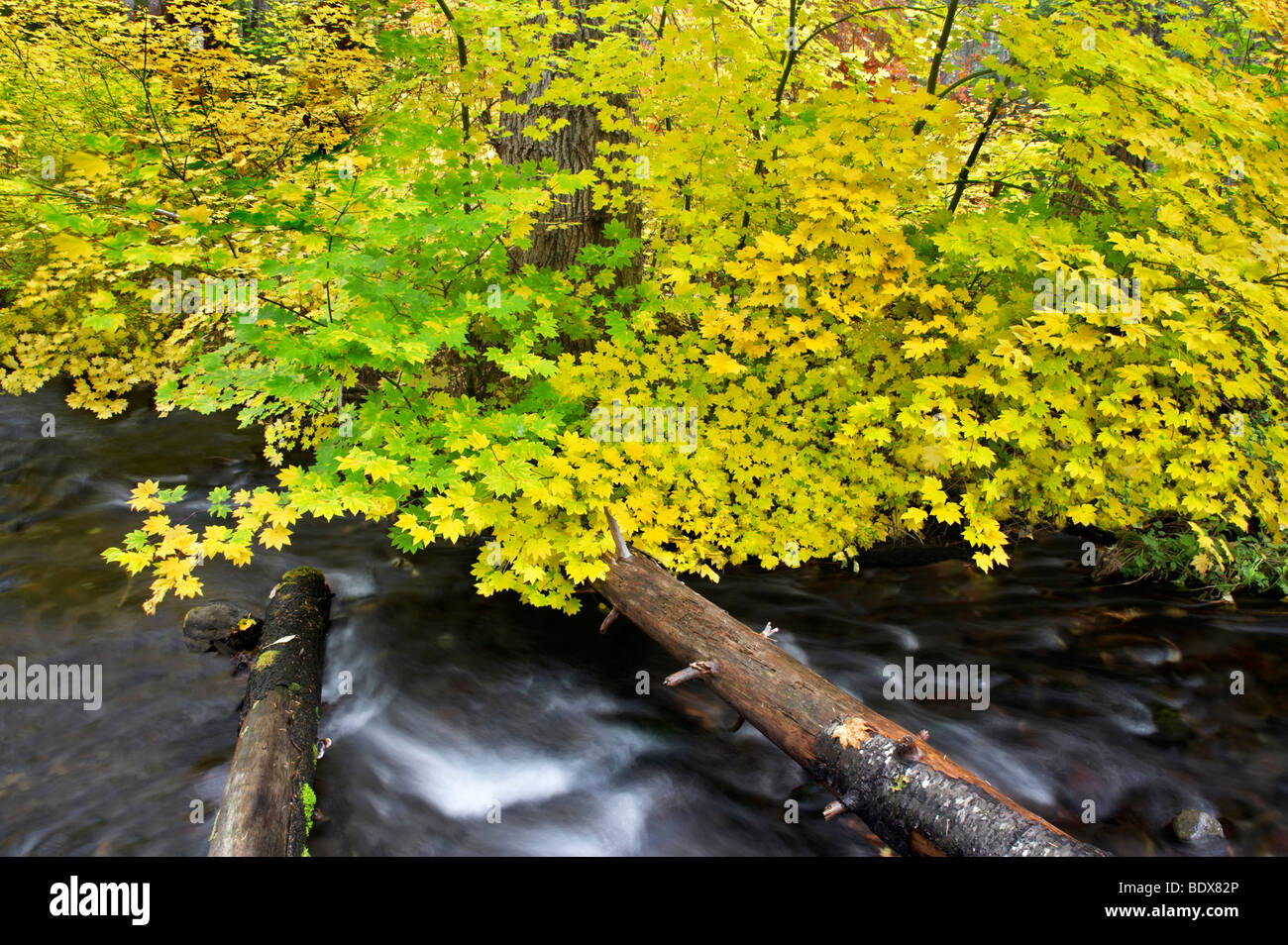 Fallen Sie farbige Rebe Ahornbäume mit toten Baum und Lake Creek. Zentral-Oregon Stockfoto