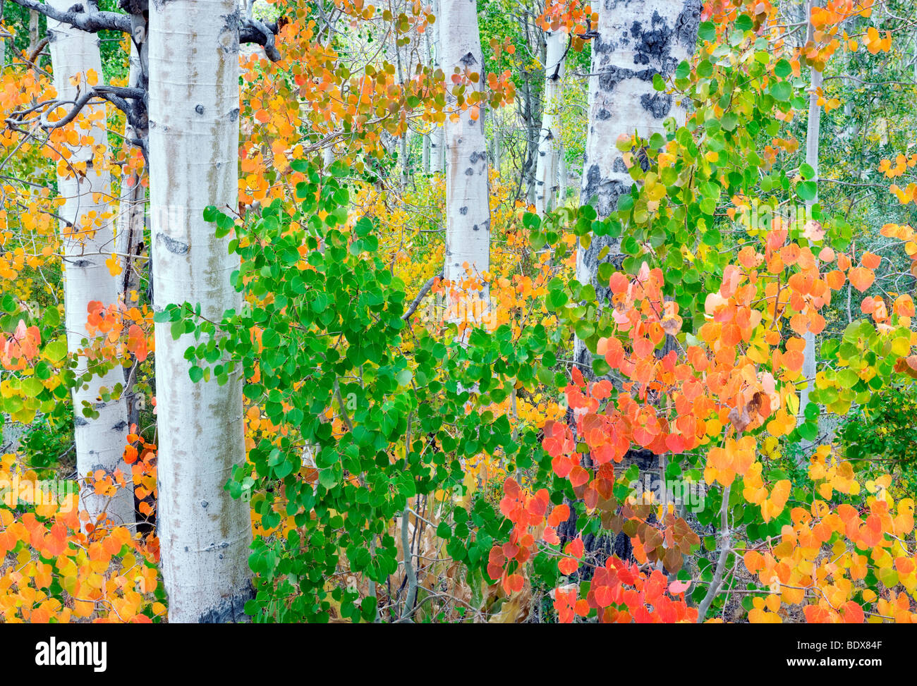 Rot, Blätter gelbe grüne und orange Espen. Inyo National Forest. California Stockfoto