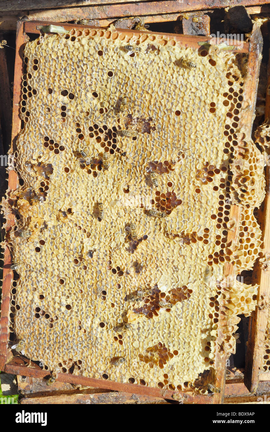 Geernteten Honig Kämme mit Wachs, Honigzellen zugemacht Stockfoto