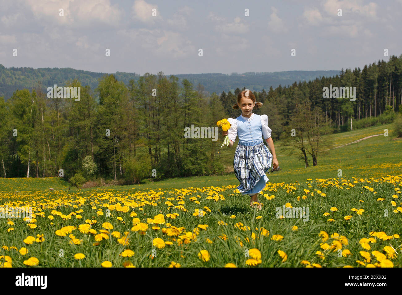 Kind läuft durch ein Löwenzahn Wiese, Eurasburg, Upper Bavaria, Bayern, Deutschland, Europa Stockfoto