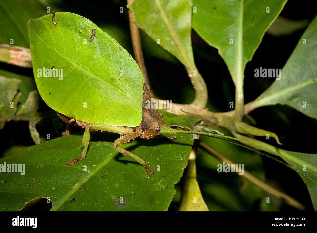 Eine gut getarnte Grashuepfer Bestellung Orthopteren, Familie Tettigoniidae. Fotografiert in Panama. Stockfoto